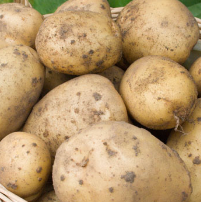 Potatoes, Irish Cobbler (3 lb)